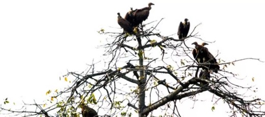 सिमल नासिएसँगै वातावरणमा असर